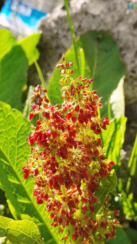 Artvin'in Yükseklerinde Bir Heybet: Alp Kuzukulağı (Rumex alpinus) — inline image