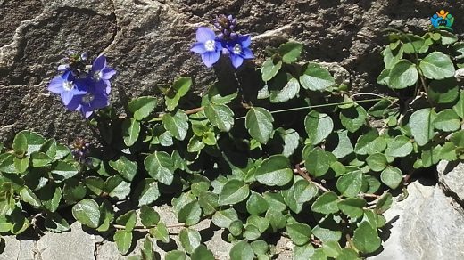 Artvin'in Yükseklerinde Bir Mücevher: Liwan Veronikası (Veronica liwanensis) — inline image