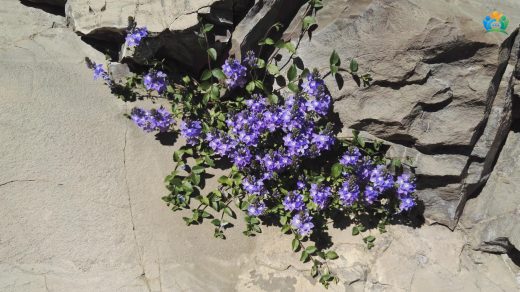 Artvin'in Yükseklerinde Bir Mücevher: Liwan Veronikası (Veronica liwanensis) — inline image