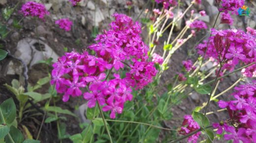 Artvin'in Zarif Pembesi: Nakıl Otu (Silene armeria) — inline image