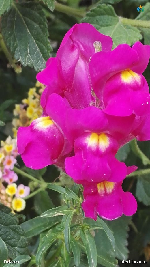 Aslanağzı (Antirrhinum majus L.): Bahçelerin Renkli Yüzü — cover