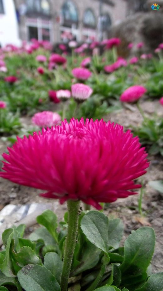 Aster Kasımpatı (Krizantem): Doğanın Renkli Tacı — inline image