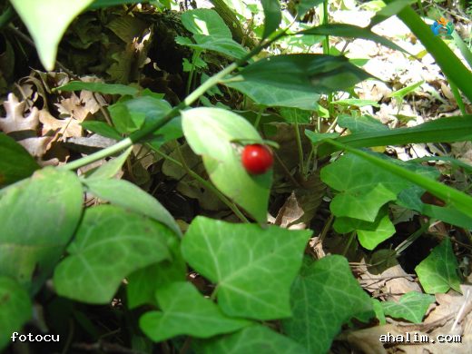 Atdili (Ruscus hypoglossum): Doğal Güzelliği ve Şifası Bir Arada — cover