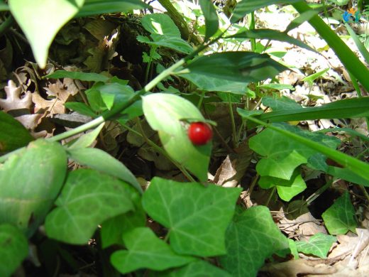 Atdili (Ruscus hypoglossum): Doğal Güzelliği ve Şifası Bir Arada — inline image