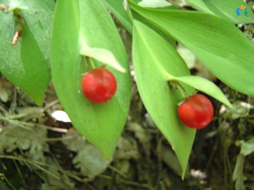 Atdili (Ruscus hypoglossum): Doğal Güzelliği ve Şifası Bir Arada — inline image