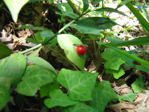 Atdili (Ruscus hypoglossum): Doğal Güzelliği ve Şifası Bir Arada — inline image