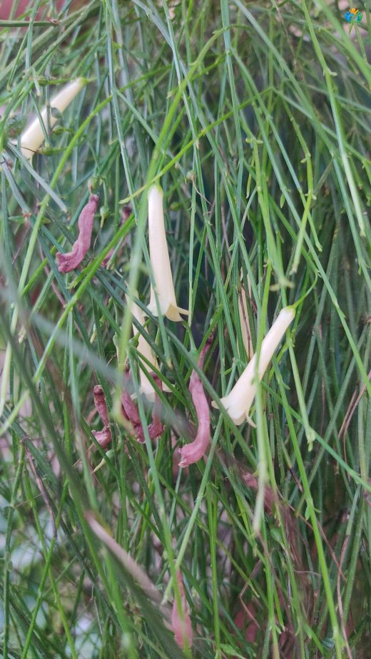 Ateş Çiçeği Bahçenizde: Russelia equisetiformis (Mercan Çiçeği) — inline image