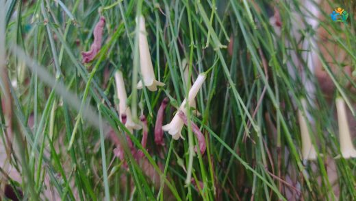 Ateş Çiçeği Bahçenizde: Russelia equisetiformis (Mercan Çiçeği) — inline image