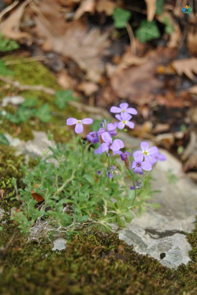 Aubrieta olympica — inline image
