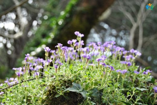 Aubrieta olympica — inline image