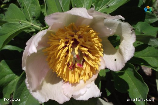 Ayıgülü (Paeonia mascula): Güzellik ve Faydaları — cover