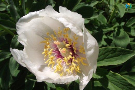Ayıgülü (Paeonia mascula): Güzellik ve Faydaları — inline image