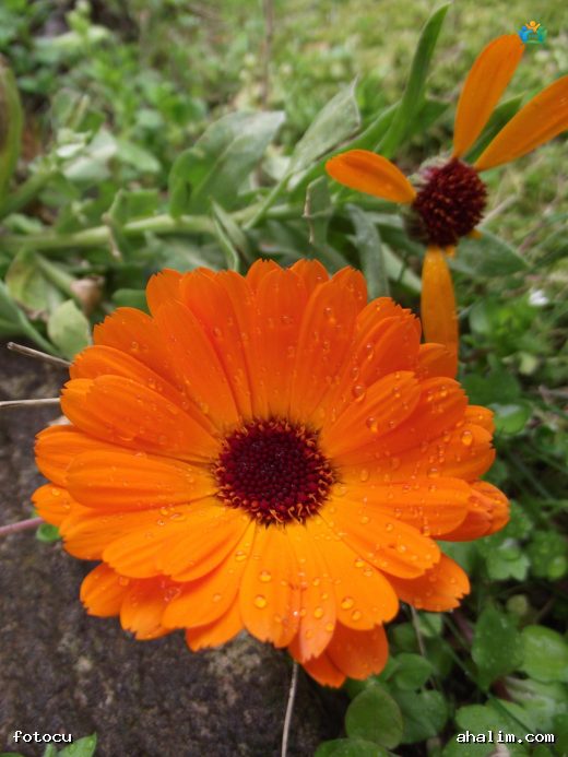 Aynısefa (Calendula officinalis): Doğal Şifa ve Güzelliğin Simgesi — cover
