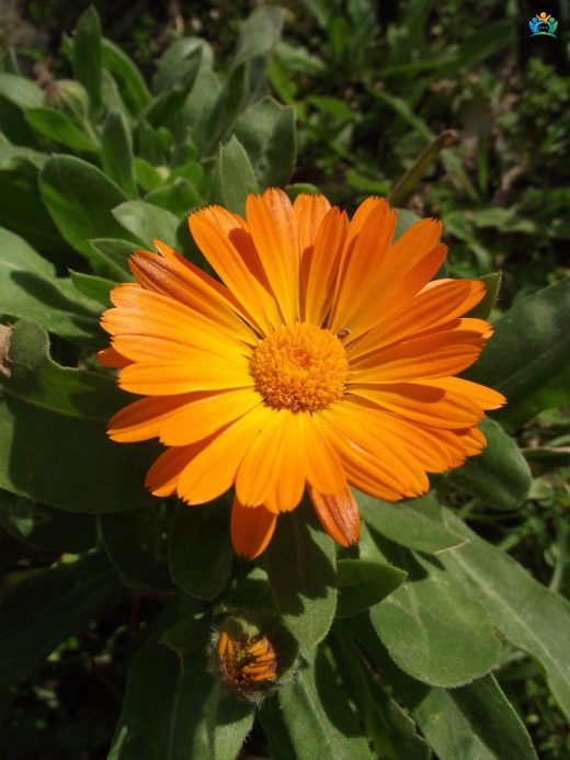 Aynısefa (Calendula officinalis): Doğal Şifa ve Güzelliğin Simgesi — inline image
