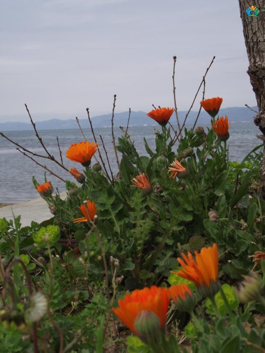 Aynısefa (Calendula officinalis): Doğal Şifa ve Güzelliğin Simgesi — inline image