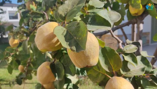 Ayva (Cydonia oblonga): Lezzeti ve Faydalarıyla Dikkat Çeken Bir Meyve — inline image