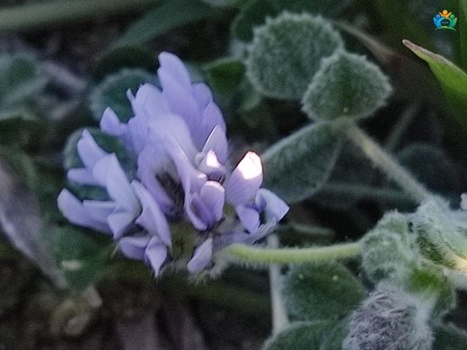 Ayvalık Çemeni (Trigonella coerulescens ayvalikensis): Türkiye'nin Endemik Zengini — inline image