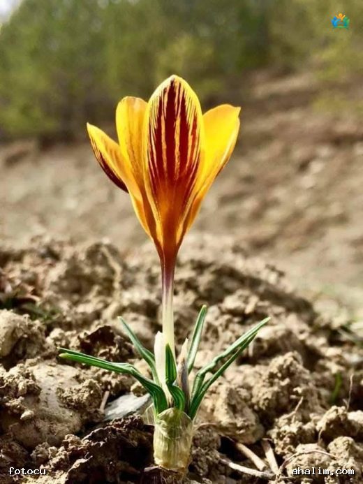 Baharın Altın Damarları: Altın Çiğdem (Crocus chrysanthus) — cover
