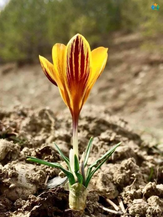 Baharın Altın Damarları: Altın Çiğdem (Crocus chrysanthus) — inline image