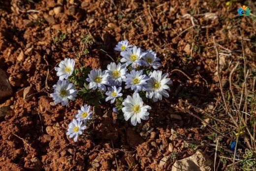 Baharın Beyaz Müjdecisi: Balkan Anemone'u (Anemone apennina) — inline image
