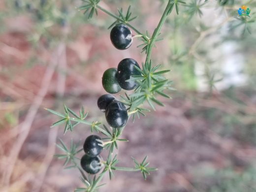 Baharın İnce Sürgünleri: Tilkişen (Asparagus acutifolius) — inline image