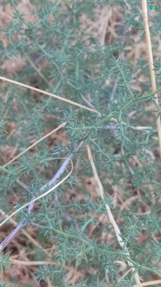 Baharın İnce Sürgünleri: Tilkişen (Asparagus acutifolius) — inline image
