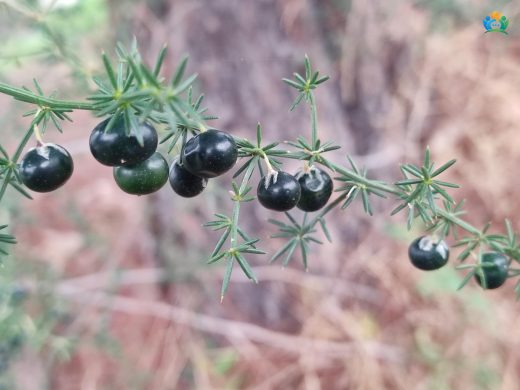 Baharın İnce Sürgünleri: Tilkişen (Asparagus acutifolius) — inline image
