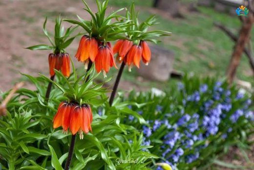 Baharın Kraliyet Tacı: Ağlayan Gelin (Fritillaria imperialis) — inline image