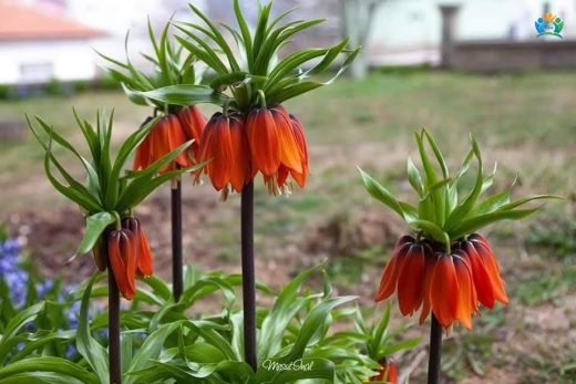 Baharın Kraliyet Tacı: Ağlayan Gelin (Fritillaria imperialis) — inline image