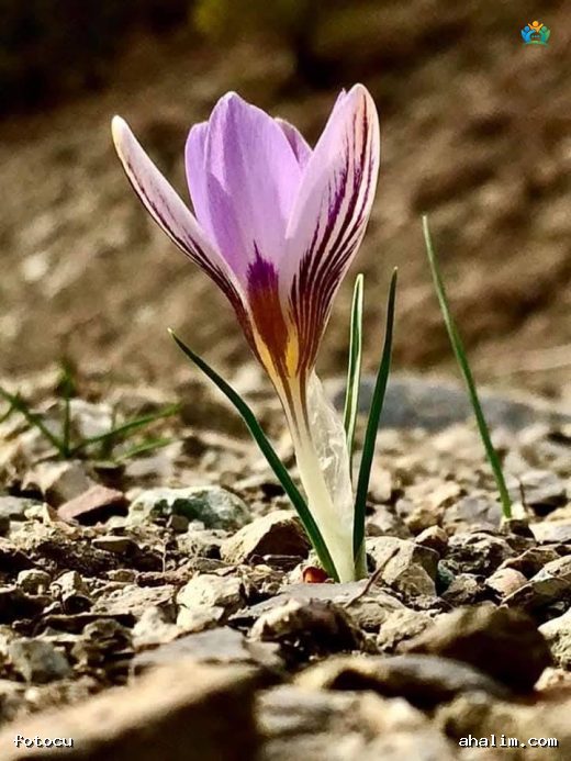 Baharın Lila Fısıltısı: Bahar Çiğdemi (Crocus biflorus) — cover