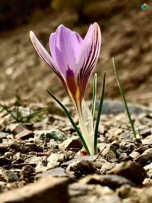 Baharın Lila Fısıltısı: Bahar Çiğdemi (Crocus biflorus) — inline image
