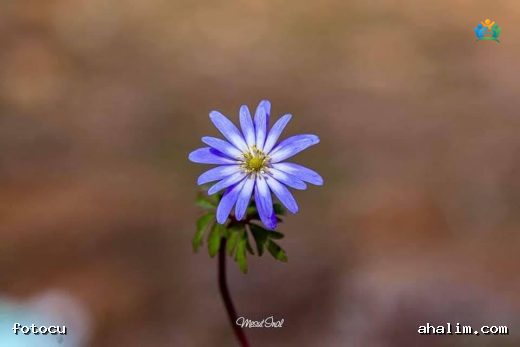 Baharın Mavi Gözleri: Balkan Anemone'u (Anemone apennina) — cover
