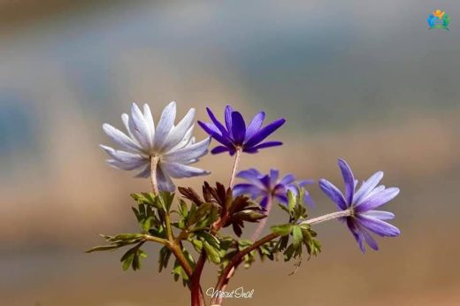 Baharın Mavi Gözleri: Balkan Anemone'u (Anemone apennina) — inline image
