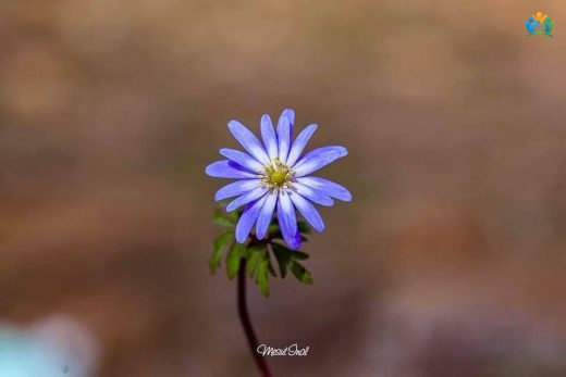 Baharın Mavi Gözleri: Balkan Anemone'u (Anemone apennina) — inline image