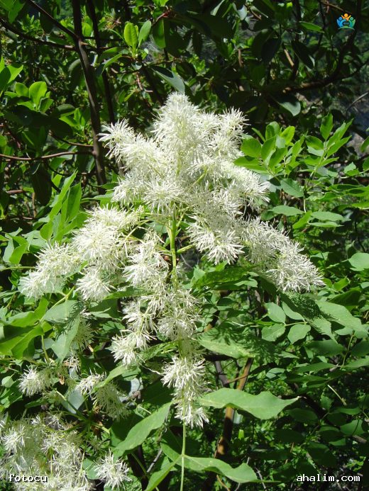 Baharın Müjdecisi: Çiçekli Dişbudak (Fraxinus ornus L.) — cover