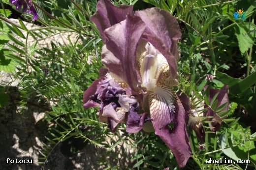 Baharın Müjdecisi: Cüce Süsen (Iris pumila) — cover