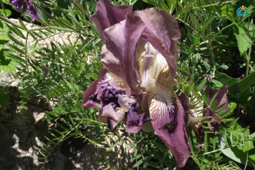 Baharın Müjdecisi: Cüce Süsen (Iris pumila) — inline image