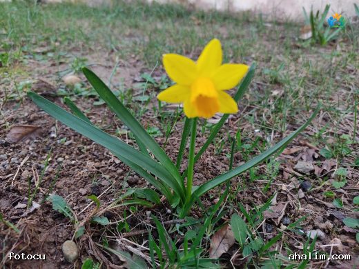 Baharın Müjdecisi: Kokulu Fulya (Narcissus jonquilla) — cover