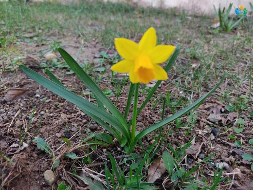 Baharın Müjdecisi: Kokulu Fulya (Narcissus jonquilla) — inline image