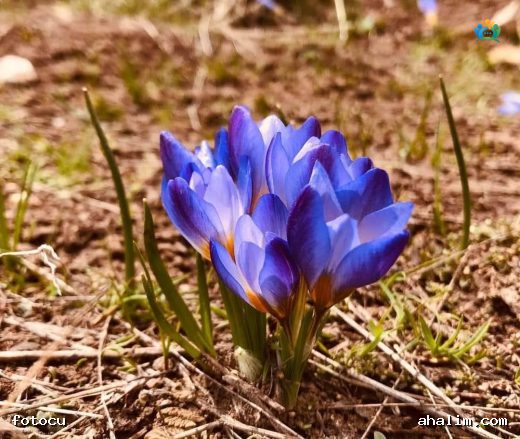 Baharın Müjdecisi, Ormanların Mavi Gözü: İki Yapraklı İskila (Scilla bifolia) — cover