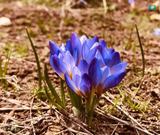 Baharın Müjdecisi, Ormanların Mavi Gözü: İki Yapraklı İskila (Scilla bifolia) — inline image