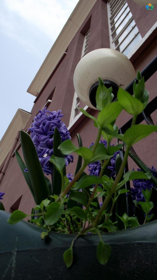 Baharın Müjdecisi: Sümbül (Hyacinthus orientalis) — inline image