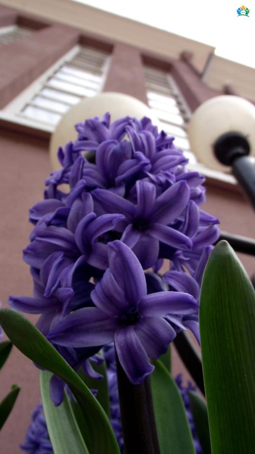 Baharın Müjdecisi: Sümbül (Hyacinthus orientalis) — inline image