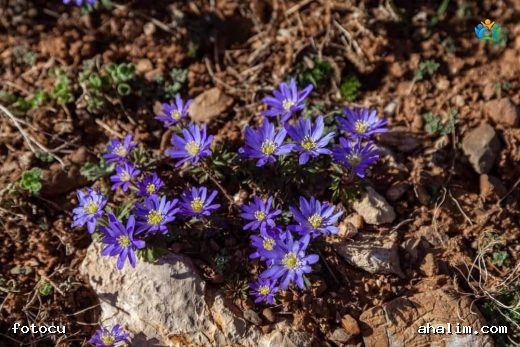 Baharın Müjdecisi, Toprağın Mavi Yıldızı: Anemone blanda — cover