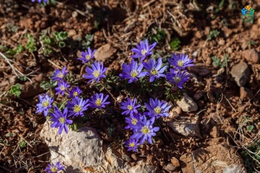 Baharın Müjdecisi, Toprağın Mavi Yıldızı: Anemone blanda — inline image