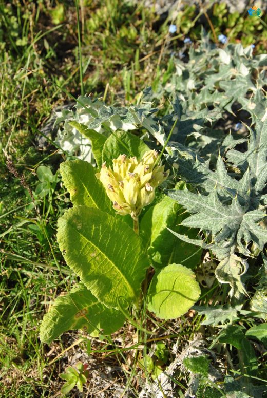 Baharın Müjdecisi: Yabani Çuha (Primula veris) — inline image