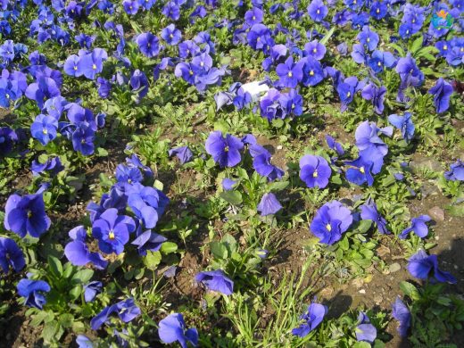Baharın Renkli Elçisi: Hercai Menekşe (Viola × wittrockiana) — inline image