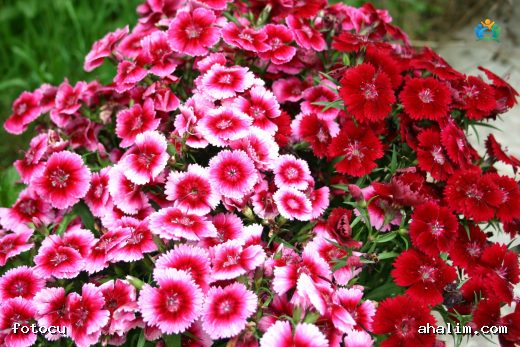 Bahçelerin Renkli Nakışları: Hüsnüyusuf (Dianthus barbatus) — cover
