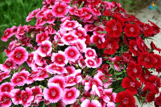 Bahçelerin Renkli Nakışları: Hüsnüyusuf (Dianthus barbatus) — inline image