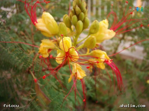 Bahçelerin Şıklığı: Zamparabıyığı (Caesalpinia gilliesii) — cover